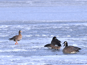 White-fronted Goose 