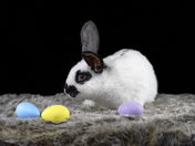Happy Easter