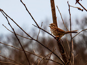 Birdsong
