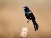Common Grackle