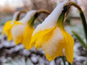 Daffodils in snow