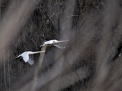 Trumpeter swans in the reeds's opening.