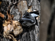 Nest Cavity