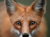 Wild curiosity - Red Fox