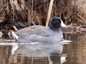 American Coot, April 18, 2022