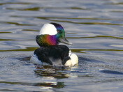 Bufflehead Duck