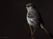 Northern Mockingbird