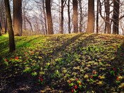 Tulips under mist and sunlight