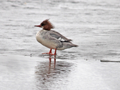 common  merganser 
