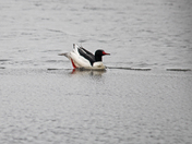 common  merganser 