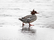 common  merganser 