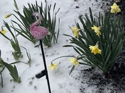 Snow in North Sutton