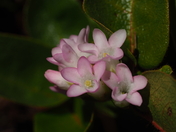 April showers bring mayflowers