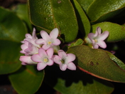 April showers bring mayflowers
