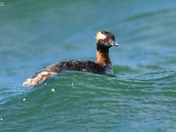 Horned Grebe