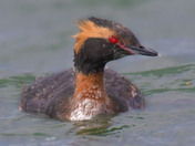 Horned Grebe