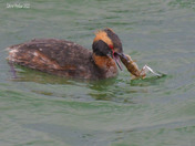 Horned Grebe