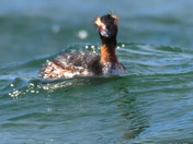 Horned Grebe