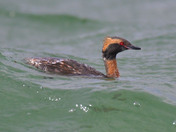 Horned Grebe