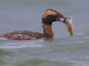 Horned Grebe