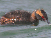 Horned Grebe