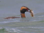 Horned Grebe
