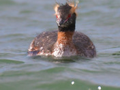 Horned Grebe
