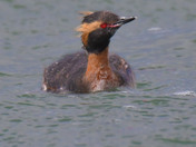 Horned Grebe