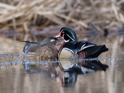 Wood Ducks - Kissing