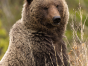 Big Bear