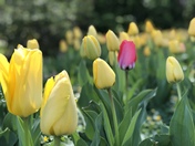 Sharing this picture of the tulips at Sherwood Gardens. 