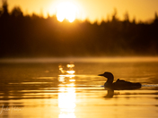 Loons At Sunrise