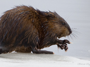 Muskrat - finger