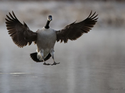 Canada Goose