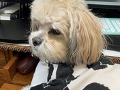 Bailey is 5 years old and goes to my sister's while I work. 