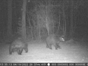 Bears seen in our backyard a couple nights ago in Bedford, NH!