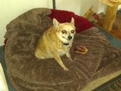 This is Buddy. He's a Chihuahua.