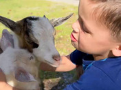 Our 4 year old enjoying his new baby goats. 