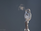 Song Sparrow - breath