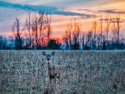 Little deer in the grassland during sunset