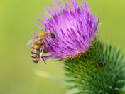 Honey Bee