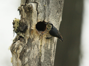 Spring birds  