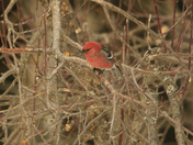 Spring birds  