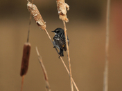 Spring birds  