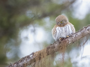 Northern Pgymy Owl - Giving the Look