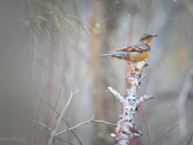 Varied Thrush