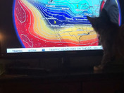 Sambuca helping Jeff Penner with the weather.