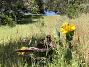 Spring in Toro County Park