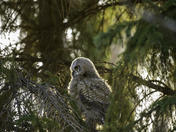 Great Horned Owl Fledgling