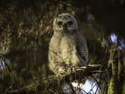 Great Horned Owl Fledgling